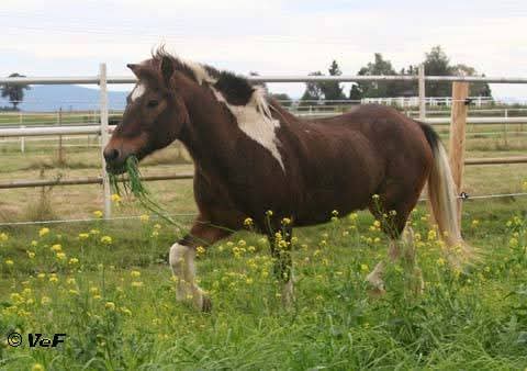 personalisiertes Jausenbrett aus Buchenholz mit Brandmalerei – Variante A (25x16 cm)